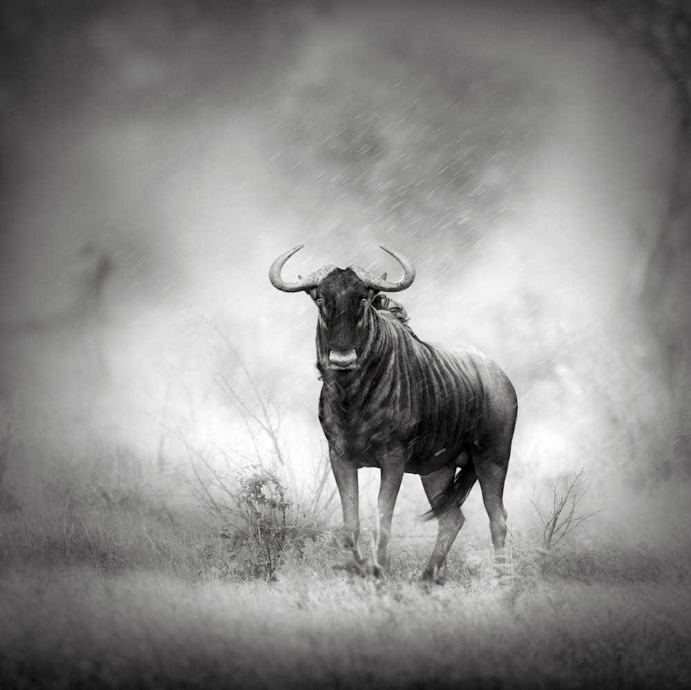 Wildebeest