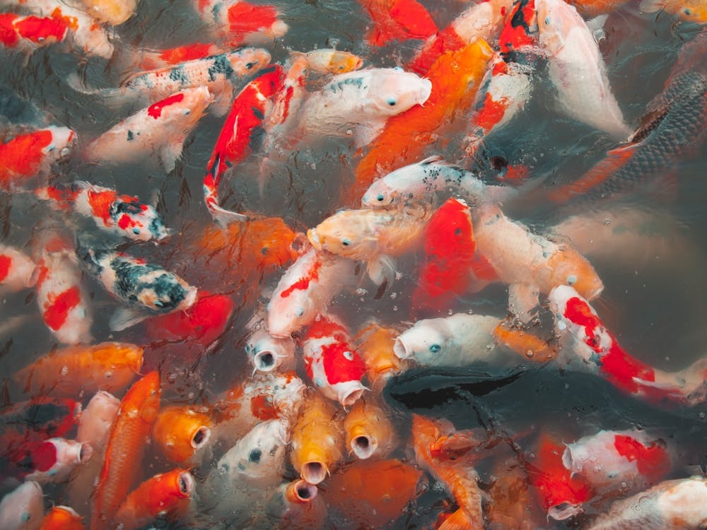 Luck Of The Koi