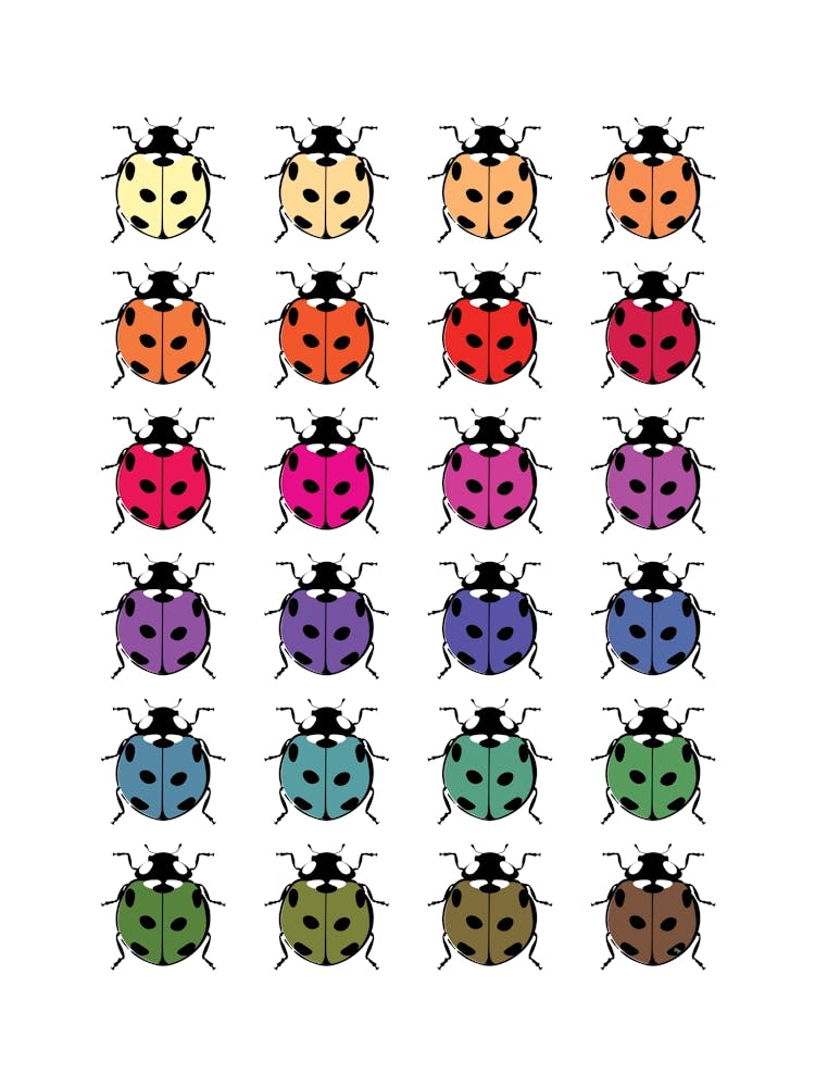 Colourful Ladybirds