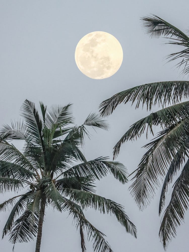 Full Moon Over Palm Trees