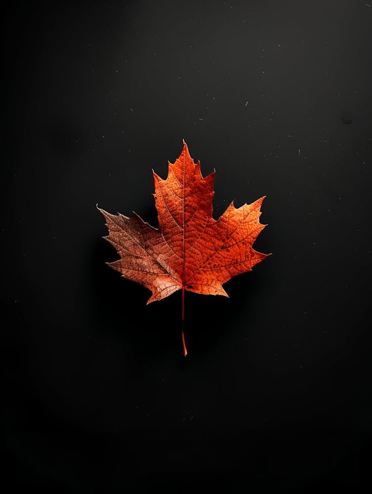 Maple Leaf On Black Background
