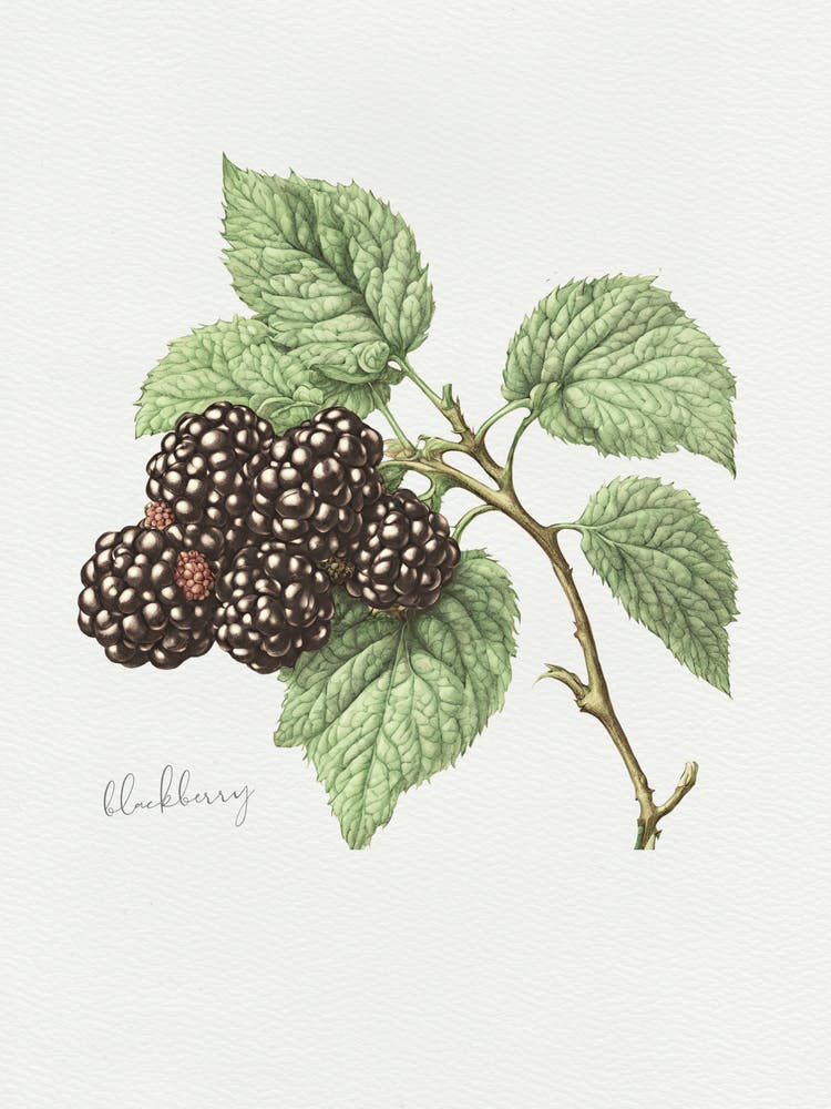English Hedgerow Blackberry - Textured Botanical Wall Print Set | Floral Collection