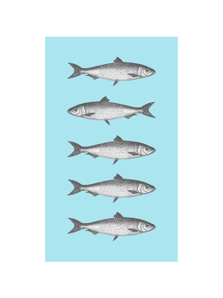 Sardine