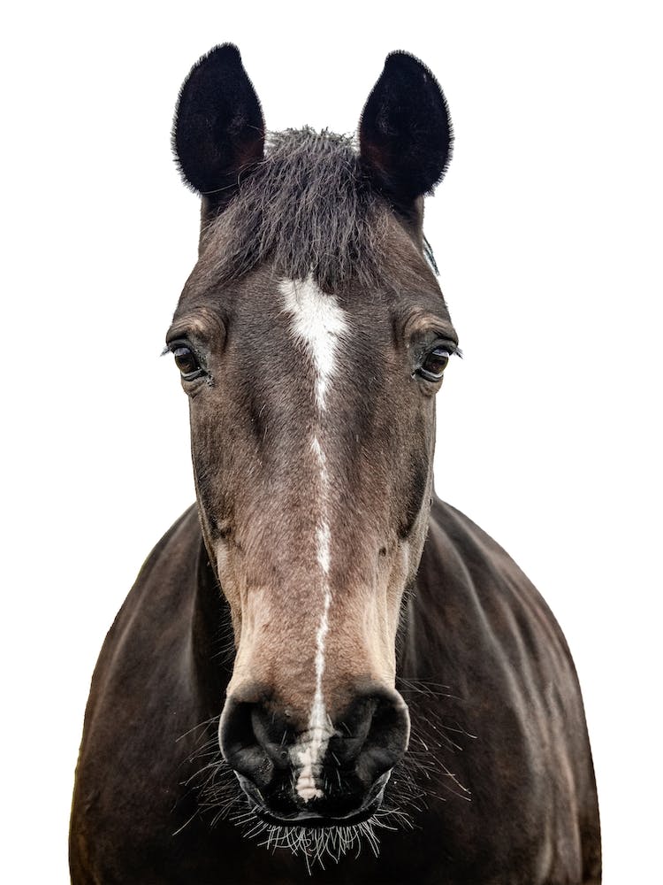 Black Horse Portrait