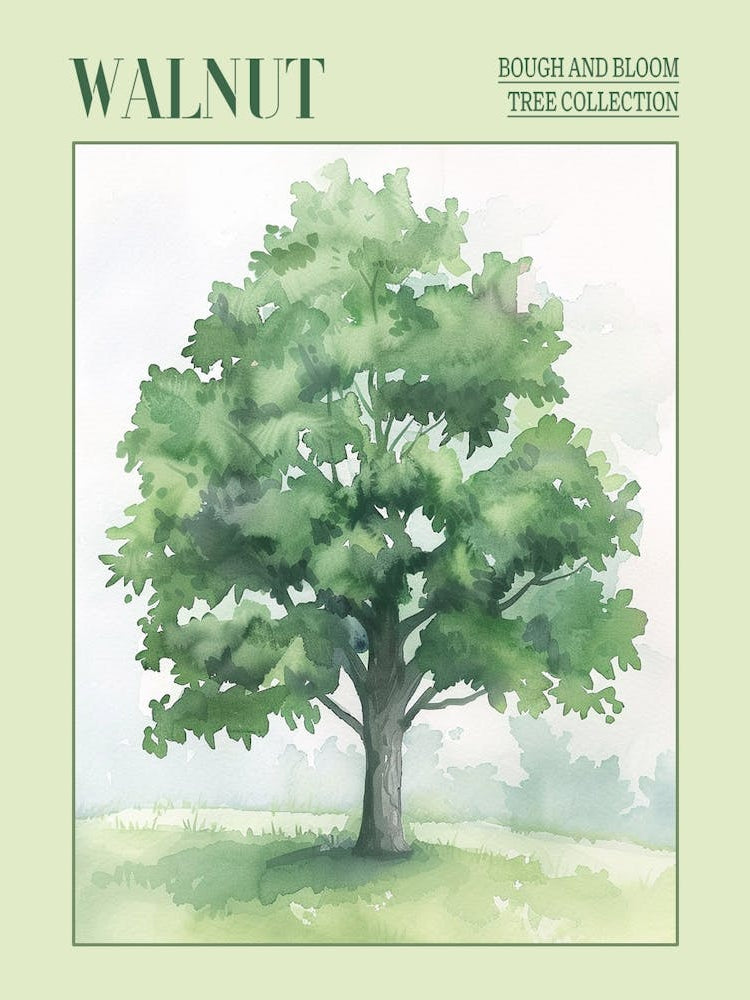 Walnut Tree Atmospheric Watercolour Painting 2 Poster