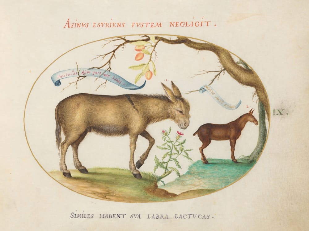Animalia Qvadrvpedia et Reptilia (c. 1575-1580), Joris Hoefnagel (15)