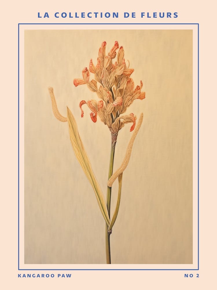 Kangaroo Paw 2 French Flower Botanical Poster