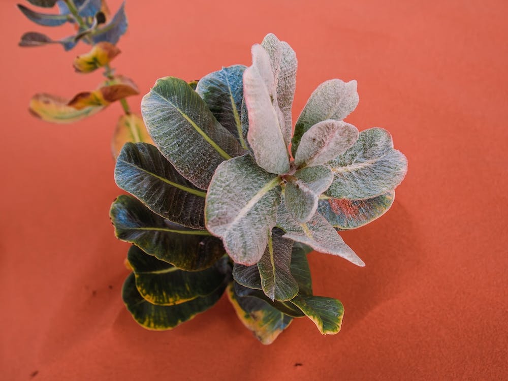 Green on Pink