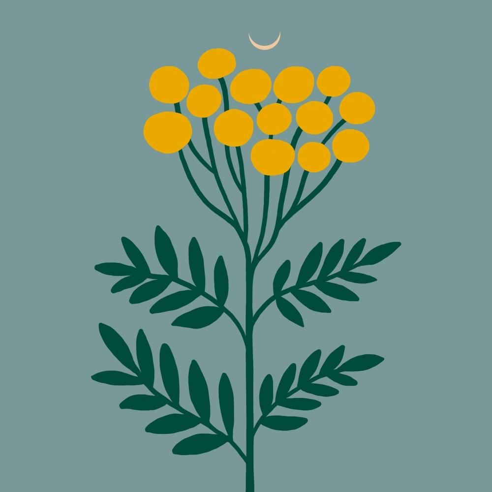 Common Tansy Bloom Square