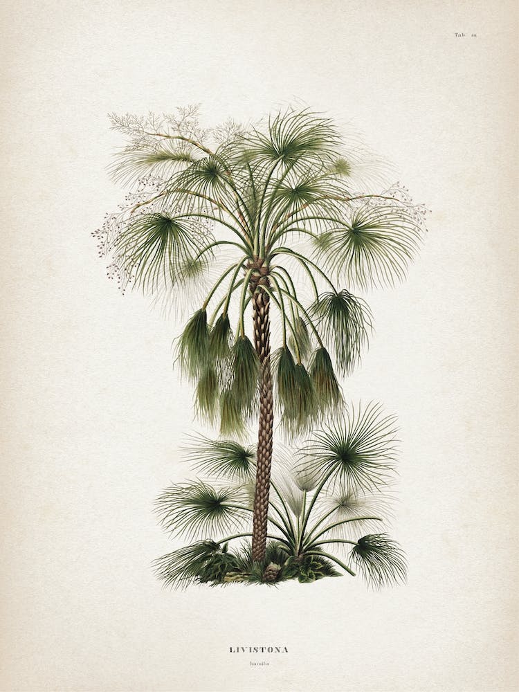 Vintage Martius 4 Livistona Humilis