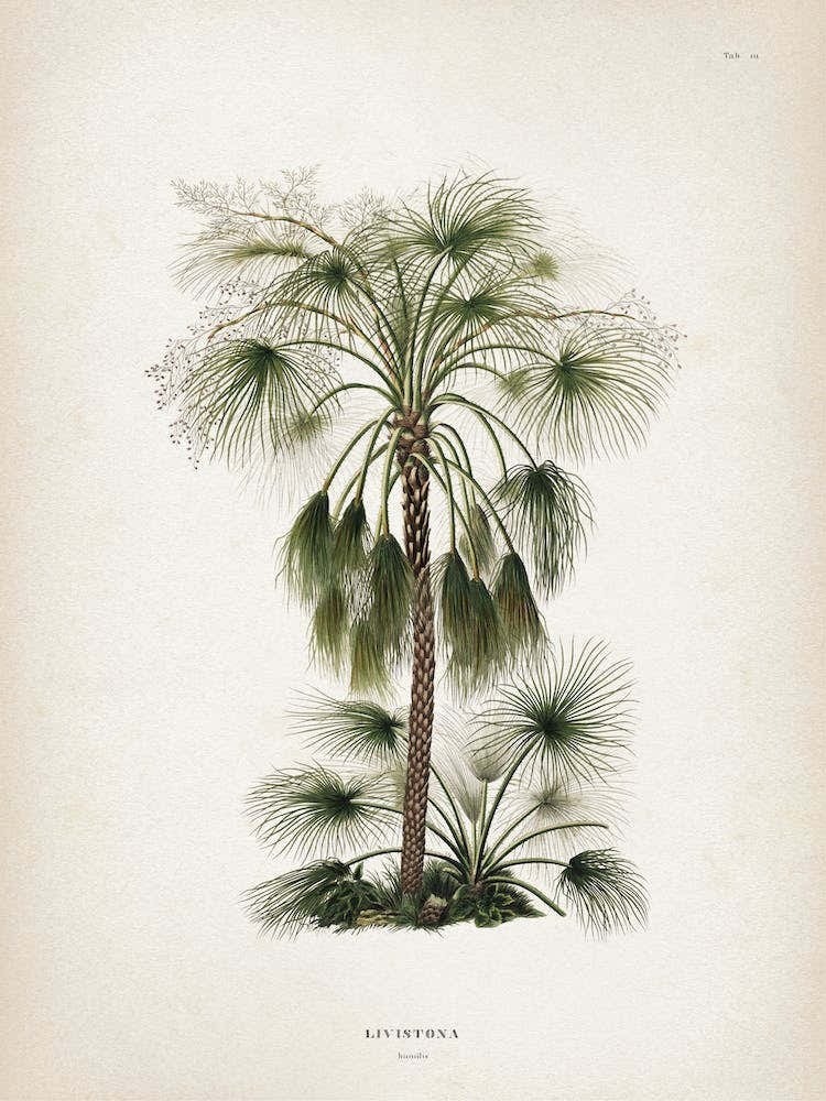 Vintage Martius 4 Livistona Humilis