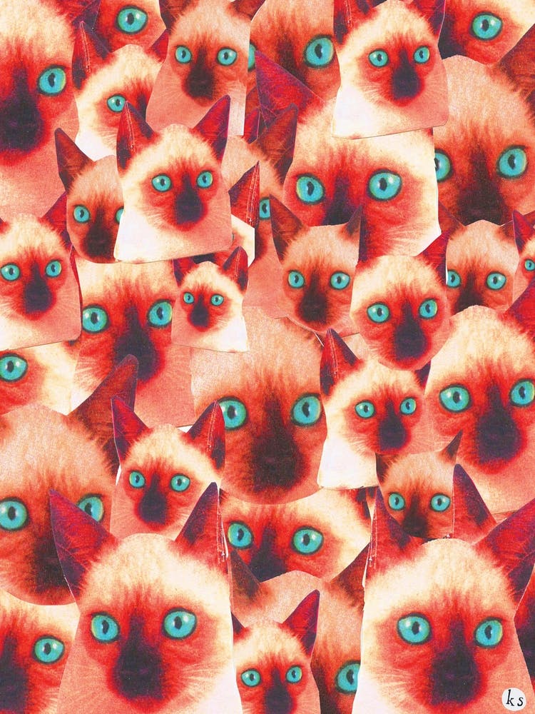Katzenköpfe