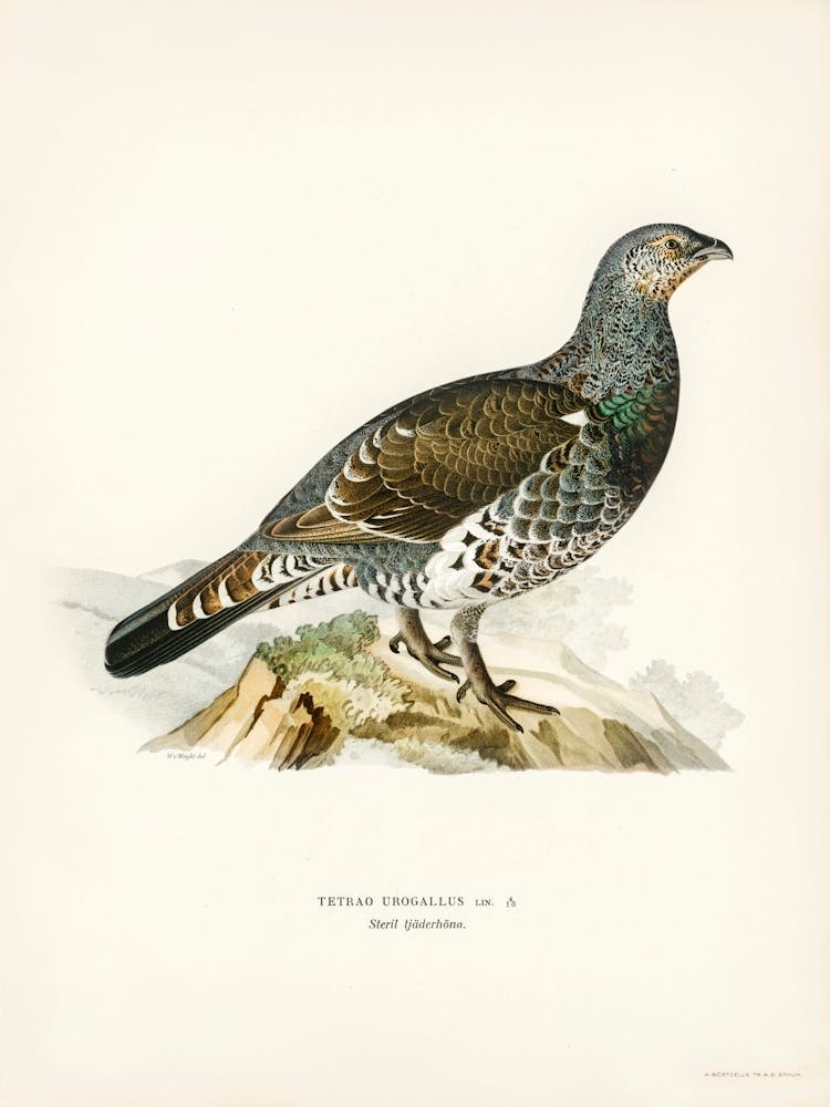 Tetrao Urogallus, The Von Wright Brothers