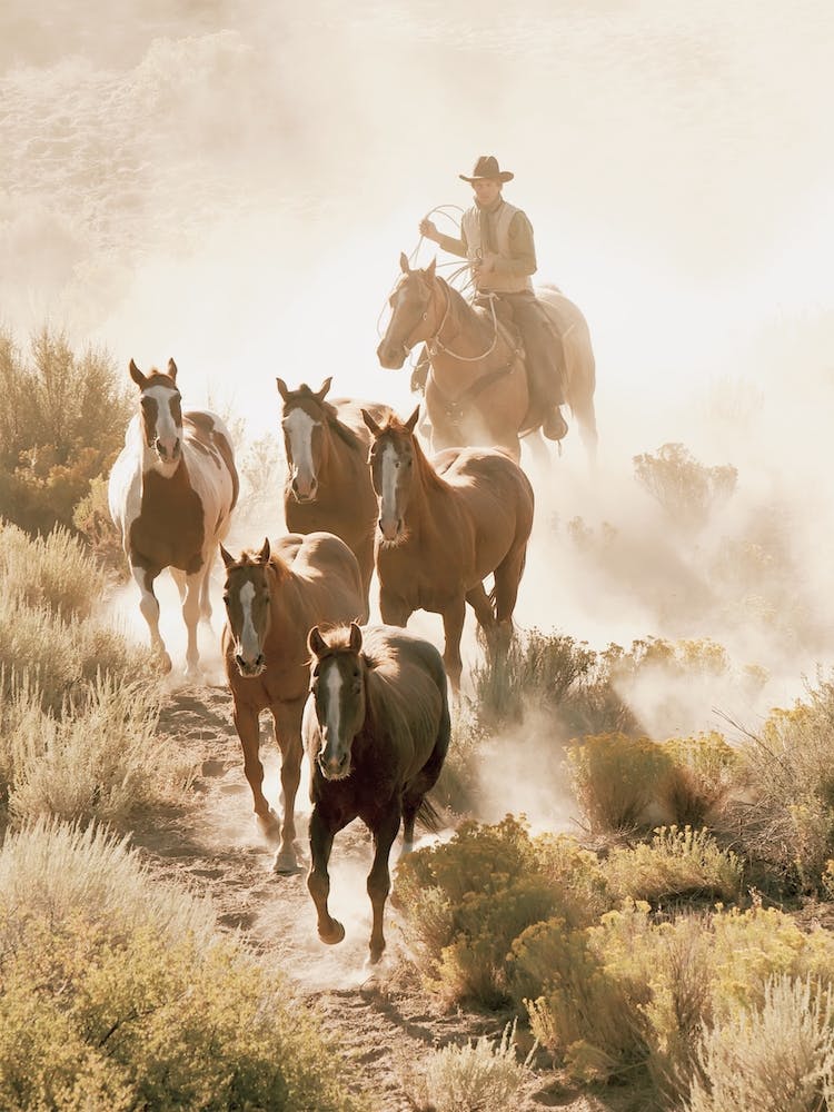 Horse Roundup