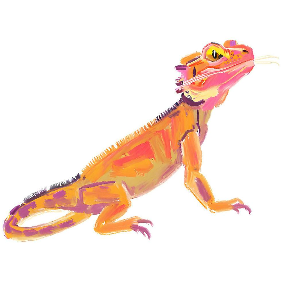 Bearded Dragon Lizard 07