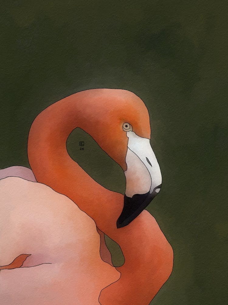 Greater Flamingo
