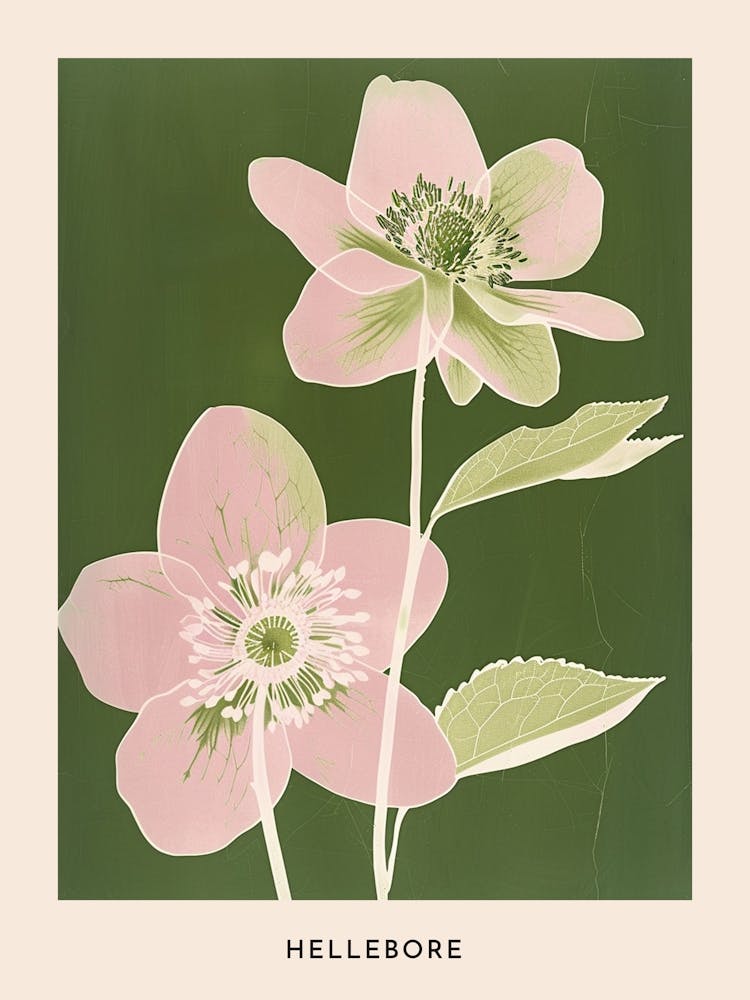 Pink & Green Hellebore 3 Flower Poster