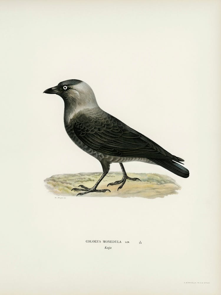 Western Jackdaw (Coloeus Monedula), The Von Wright Brothers