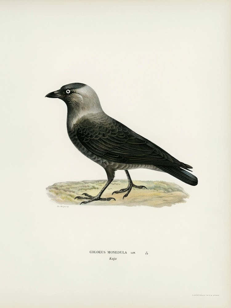 Western Jackdaw (Coloeus Monedula), The Von Wright Brothers