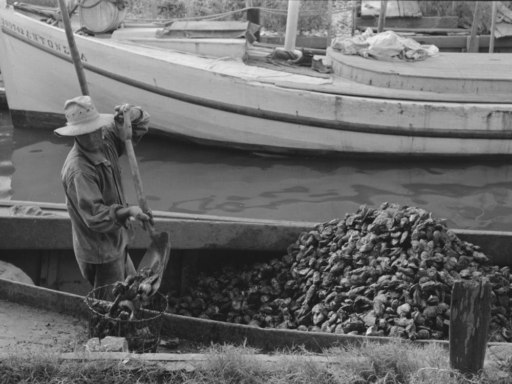 Untitled Photo, Possibly Related To Unloading Oysters From Fisherman S Boat, Olga, Louisiana By Russell Lee