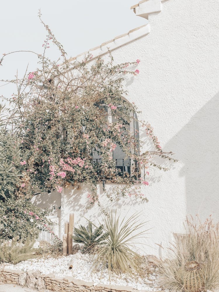 Bougainvillea Flowers