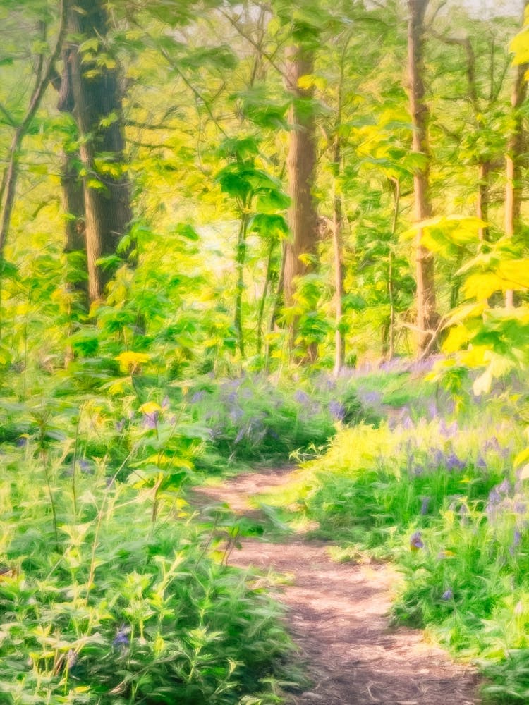 Woodland Path Through Bluebells
