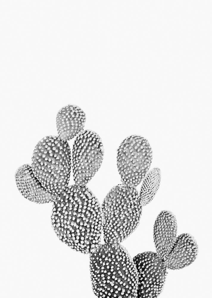 Wild Desert Cactus