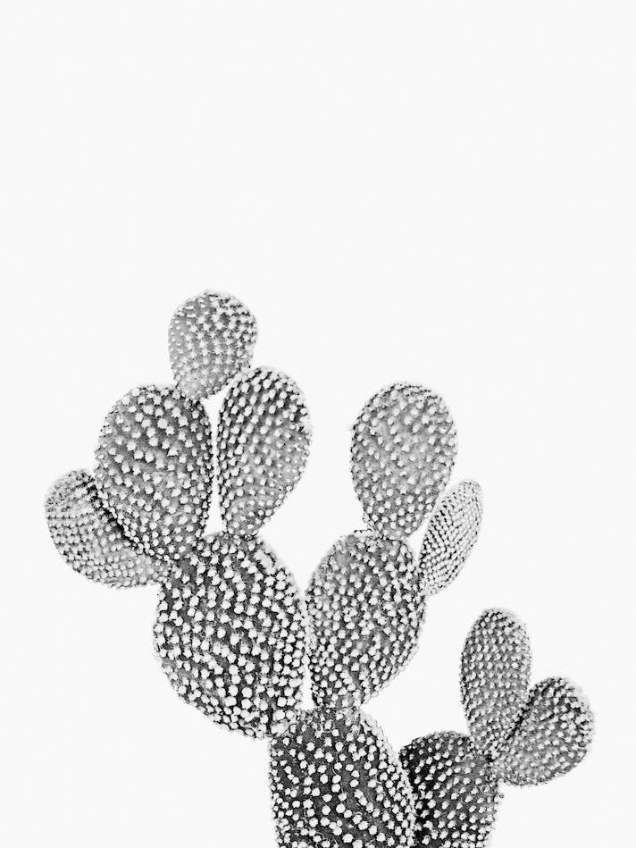 Wild Desert Cactus