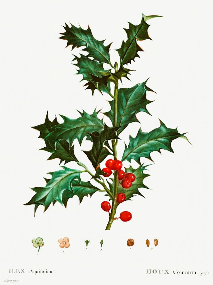 Common Holly, Pierre Joseph Redoute