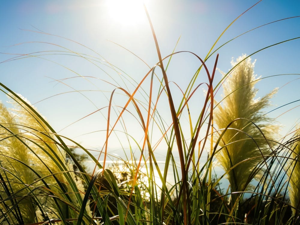 Vegetation In The Sun 1