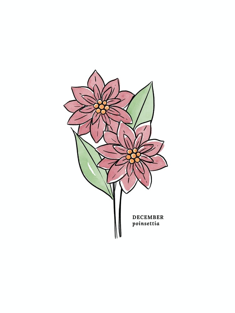 December Poinsettia Birth Flower