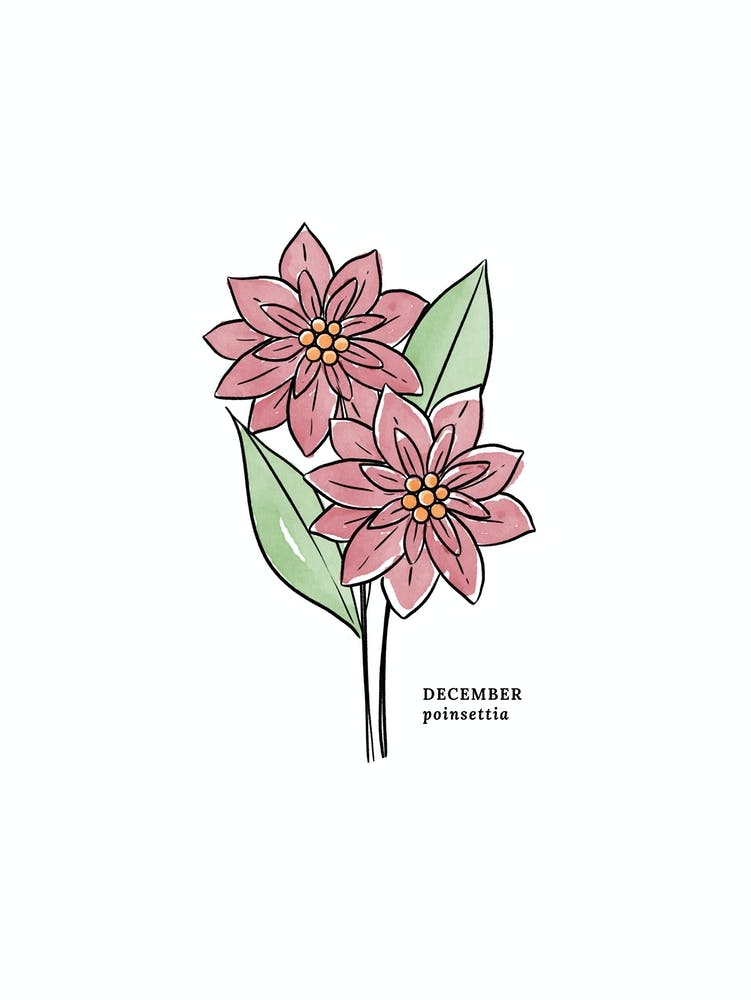 December Poinsettia Birth Flower