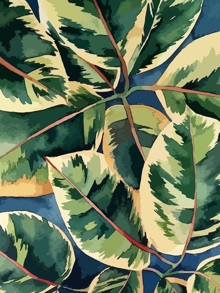 Ficus Elastica Variegata 1