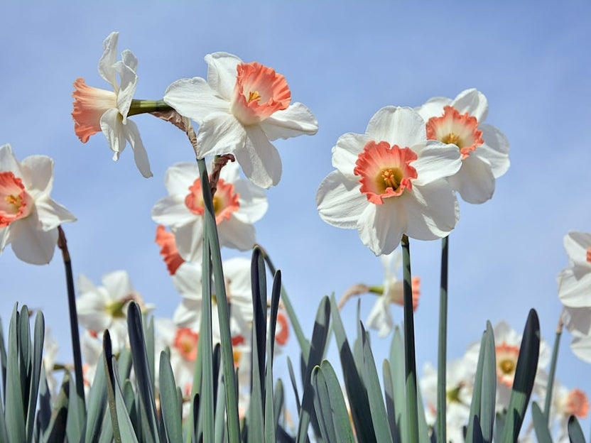 Daffodils