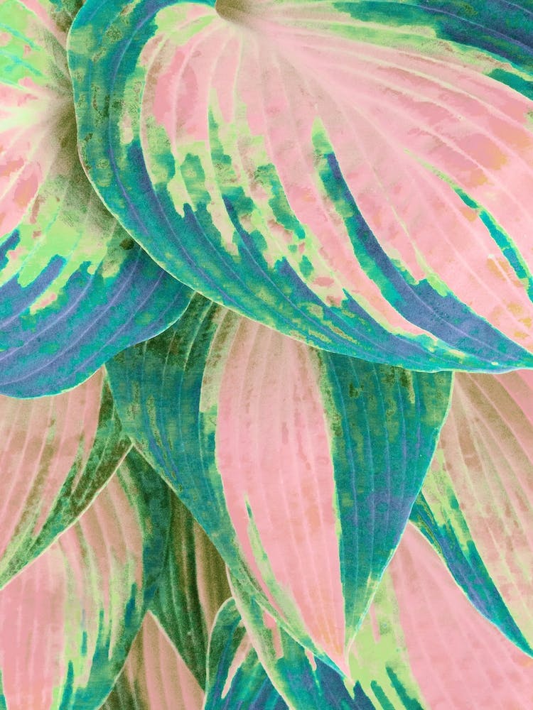 Hosta Multicolor