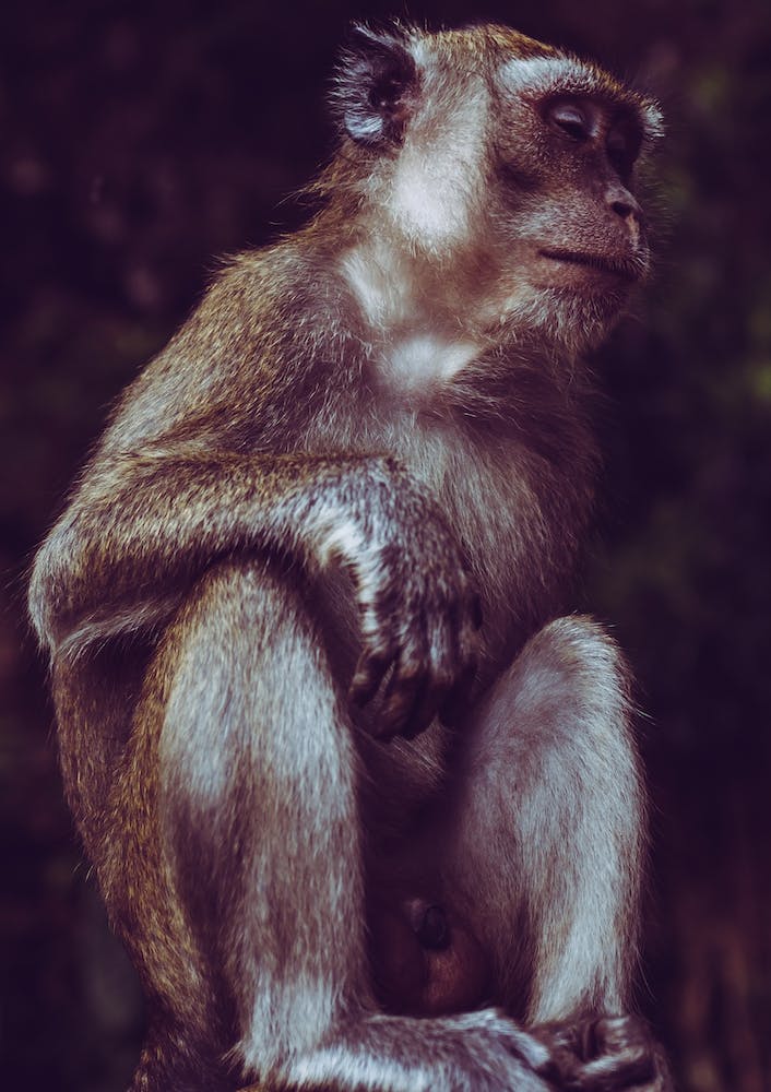 Kuala Lumpur Batu Caves Affe 2