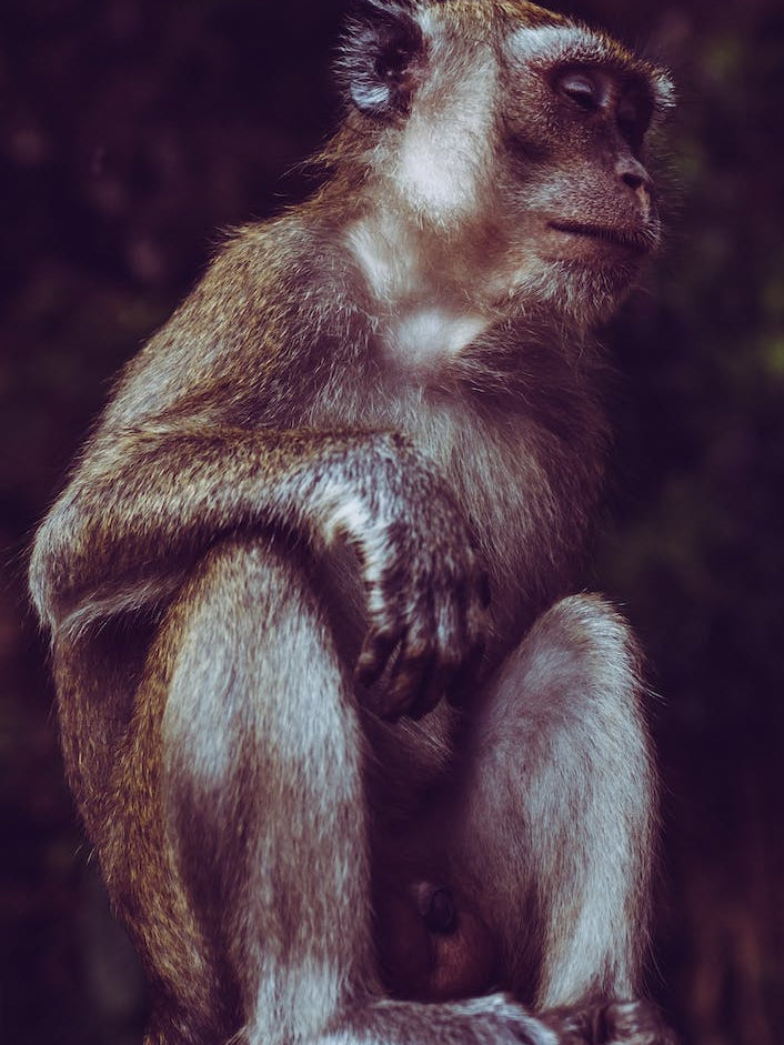 Kuala Lumpur Batu Caves Ape 2