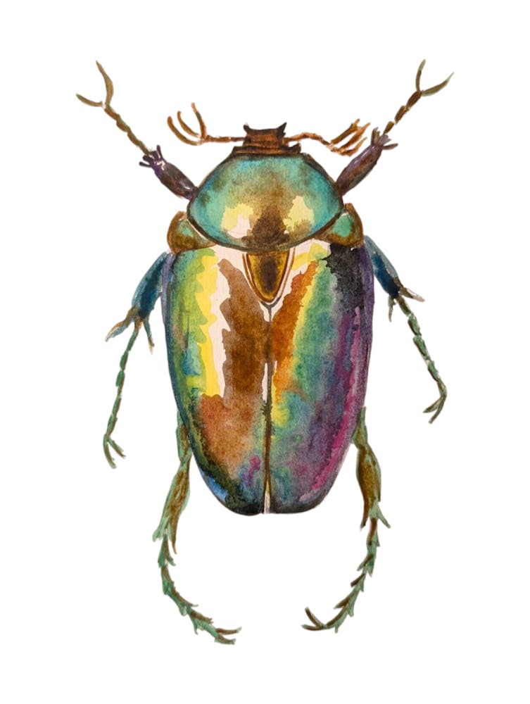 Beetle Bug Watercolour Illustration Insect Botanical