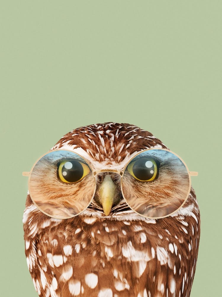 Hipster Owl
