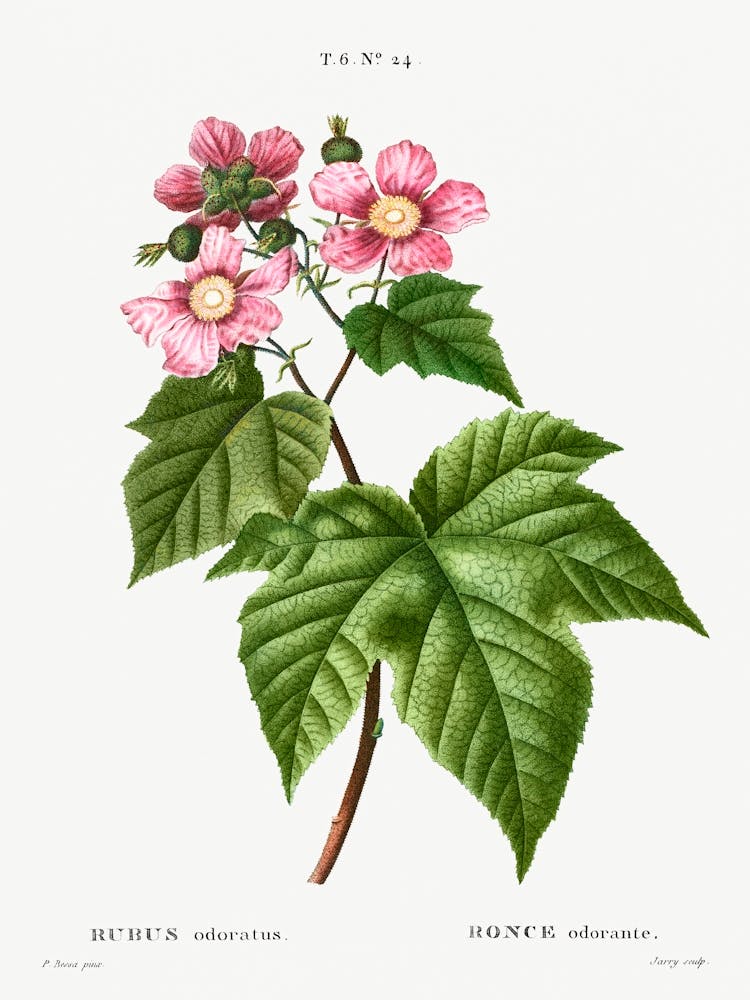 Purple Flowering Raspberry, Pierre Joseph Redoute