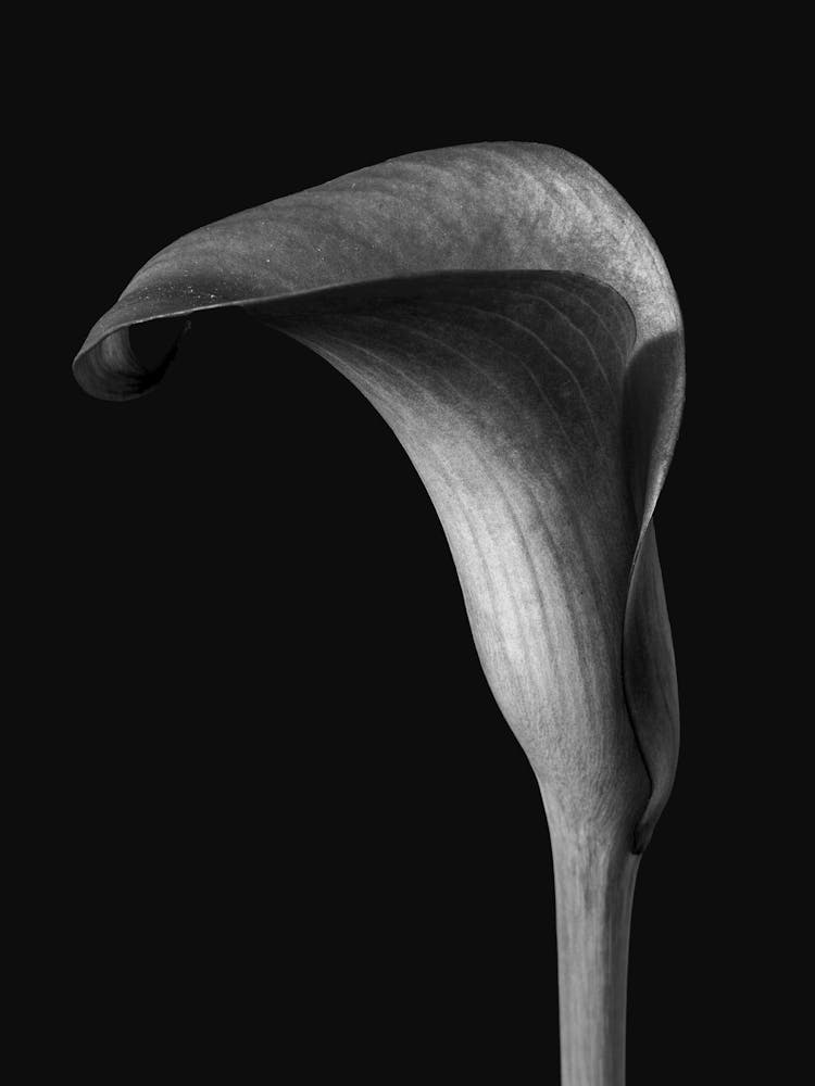 Calla Lily