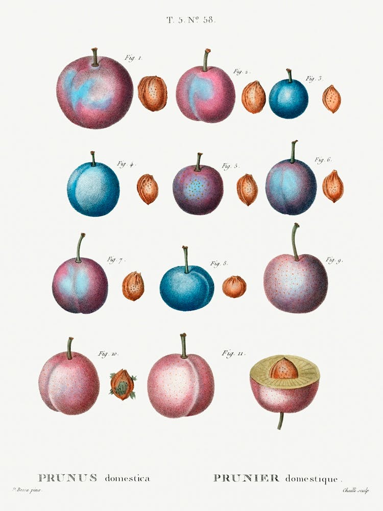 Common Plum, Pierre Joseph Redoute