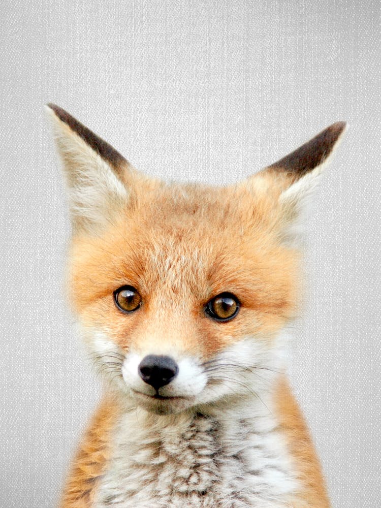 Babyfuchs