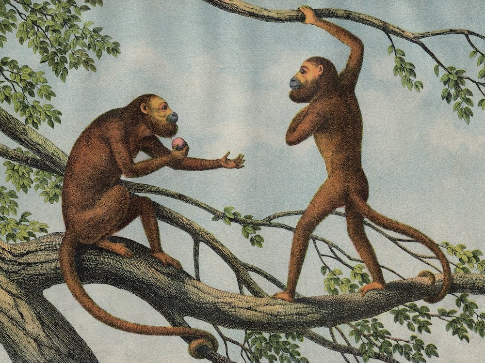 Vintage Kolb 3 Tafel 50 Brüllaffe