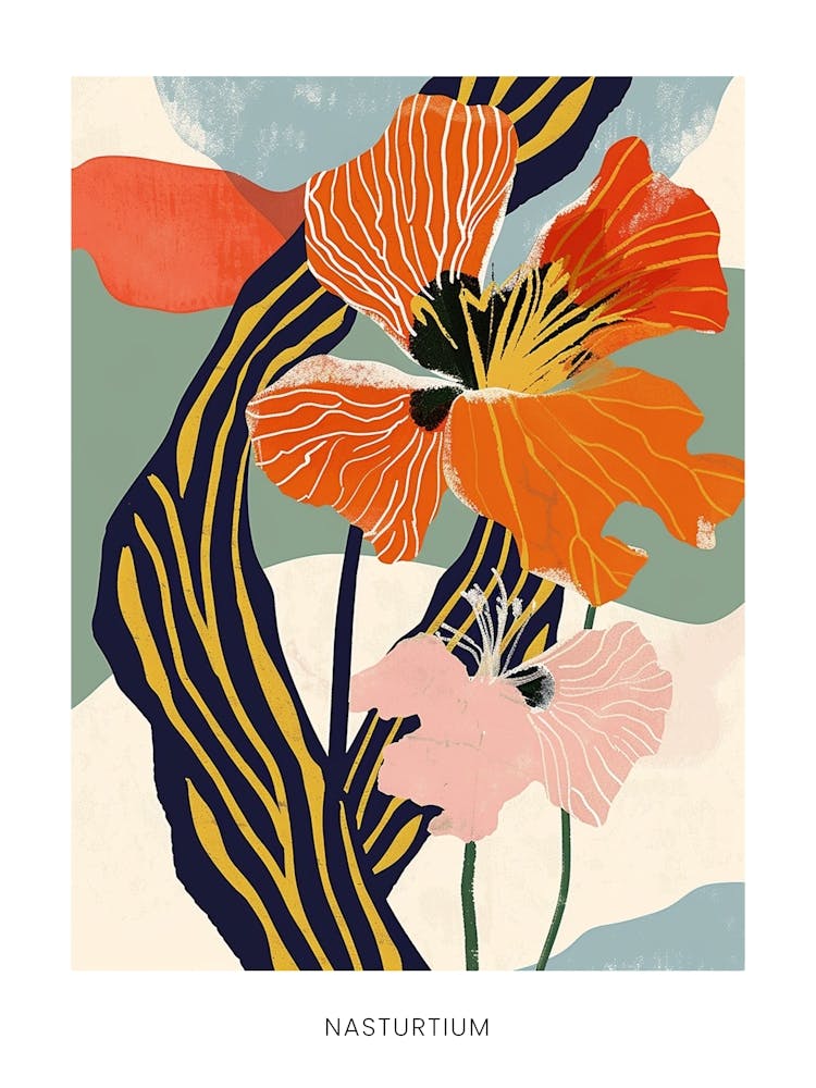 Colourful Flower Illustration Poster Nasturtium 1