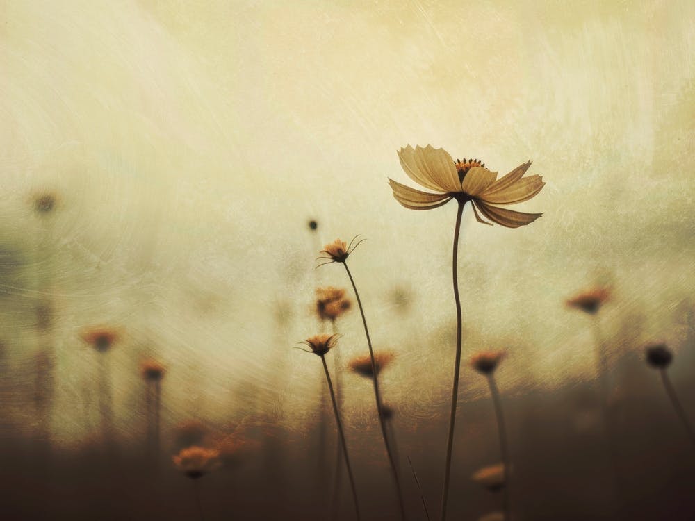 Nostalgic Nature No 1