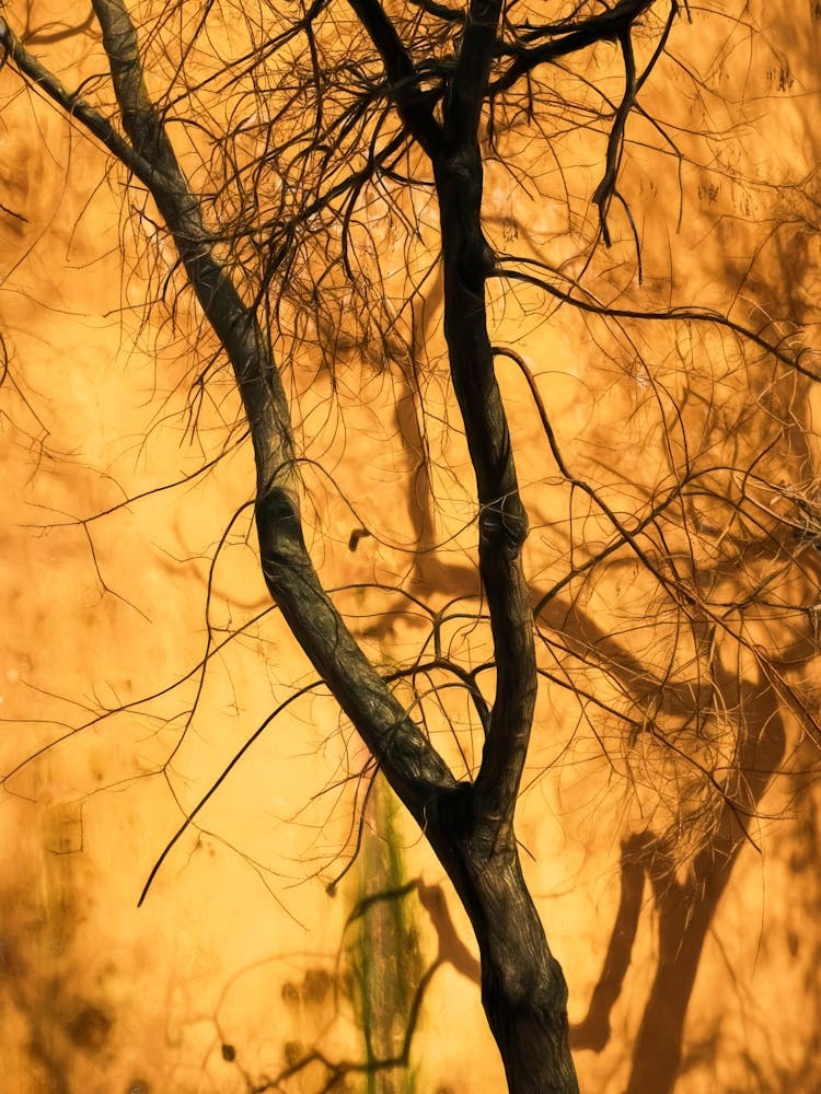 Entwined Tree
