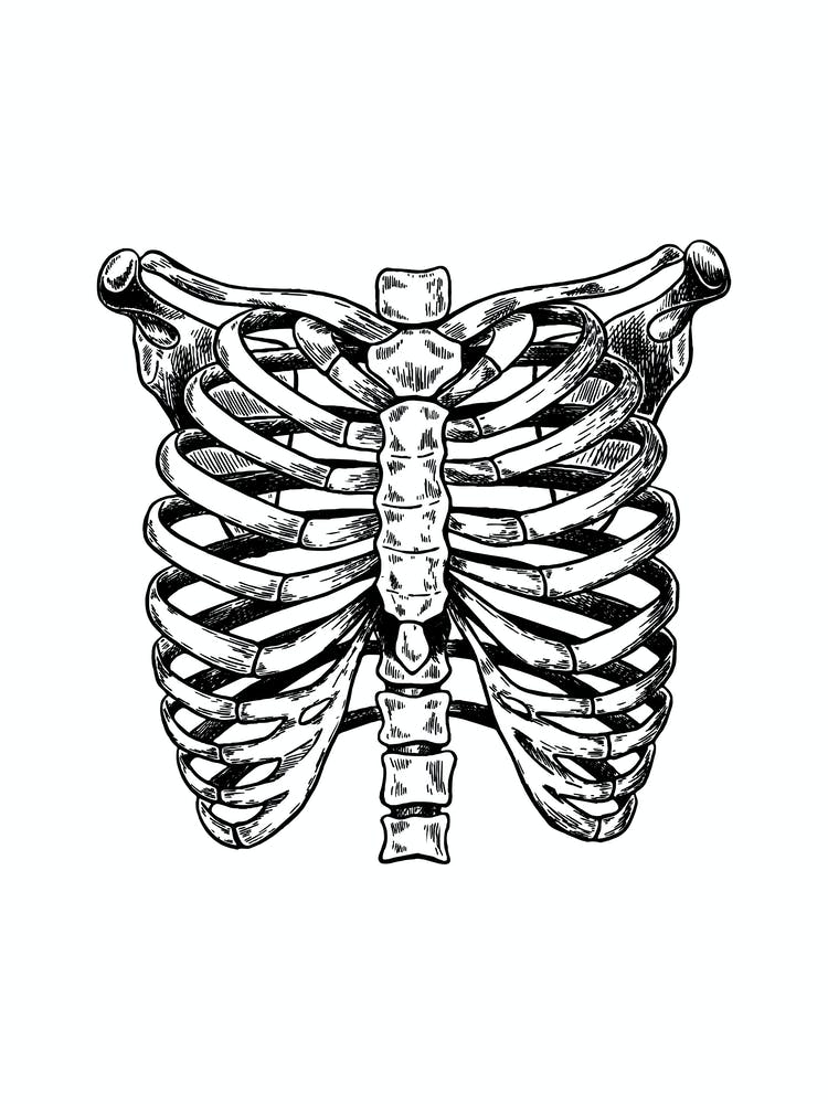 Black Chest Anatomy Black And White 1