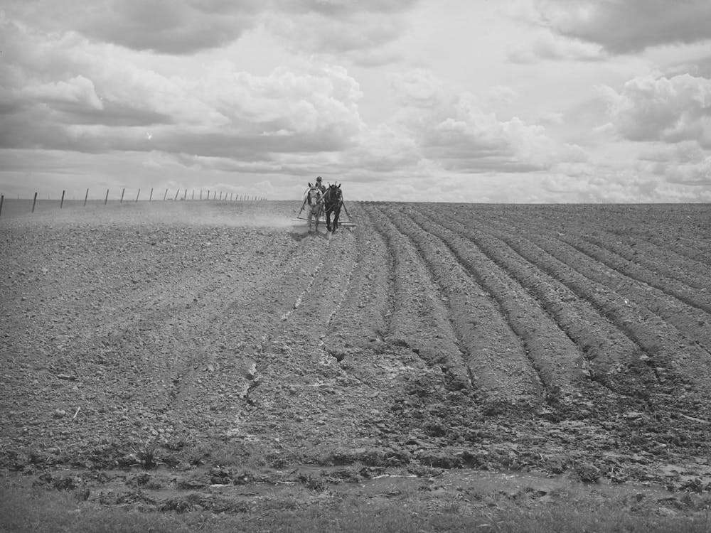 Harrowing An Irrigated Field At Farm Of Ray Halstead, Fsa (Farm Security Administration) Rehabilitation Borrower