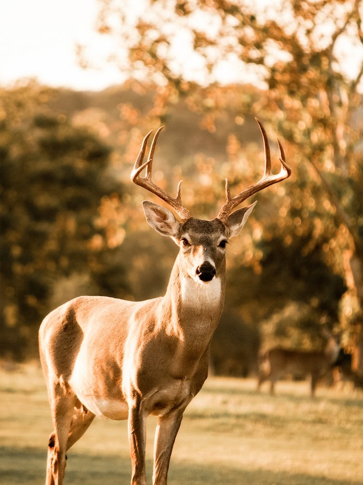 Autumn Deer